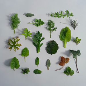 Nature Journal Club at The Heart of Newhaven